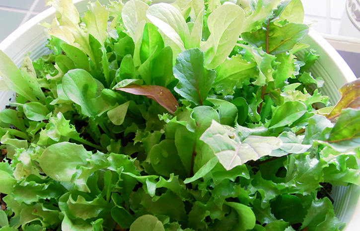 Mesclun