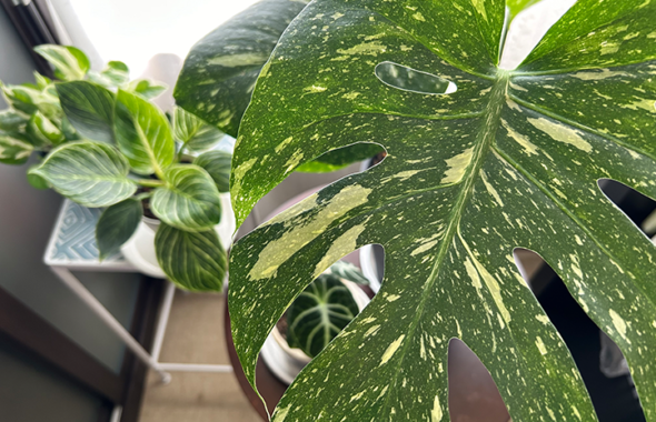 monstera24