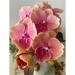 orchid
