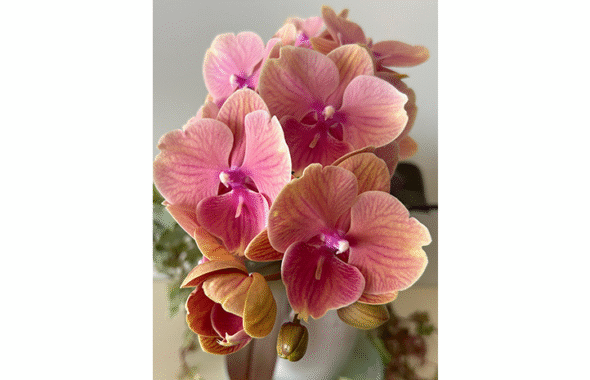 orchid