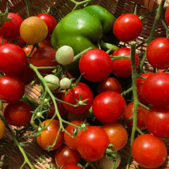 tomato