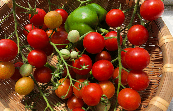tomato