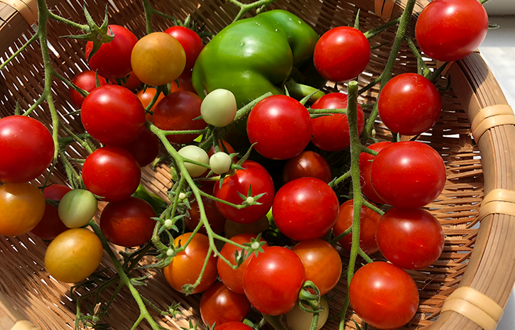 tomato