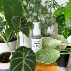 観葉植物と100ml