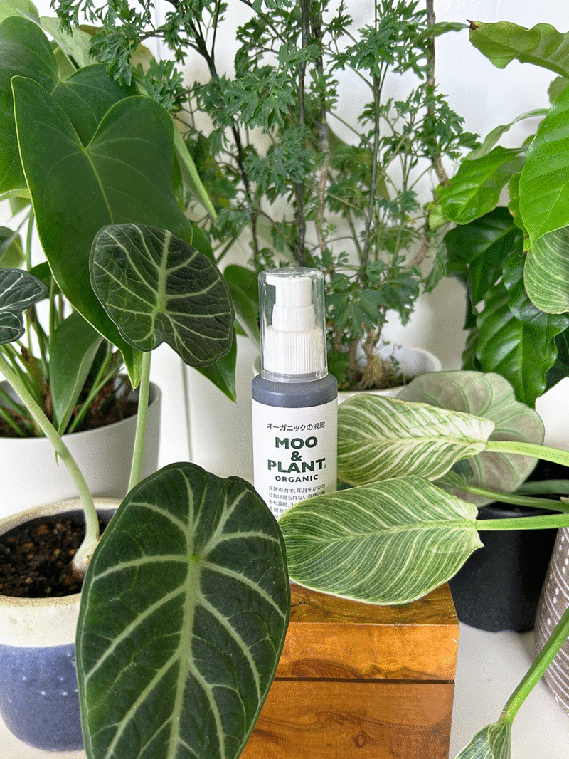 観葉植物と100ml